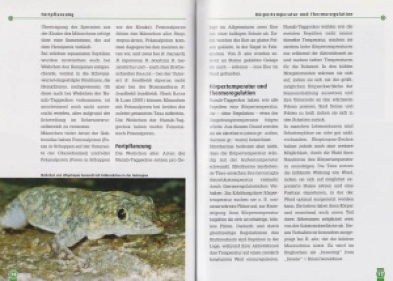Barnards Namib-Taggecko